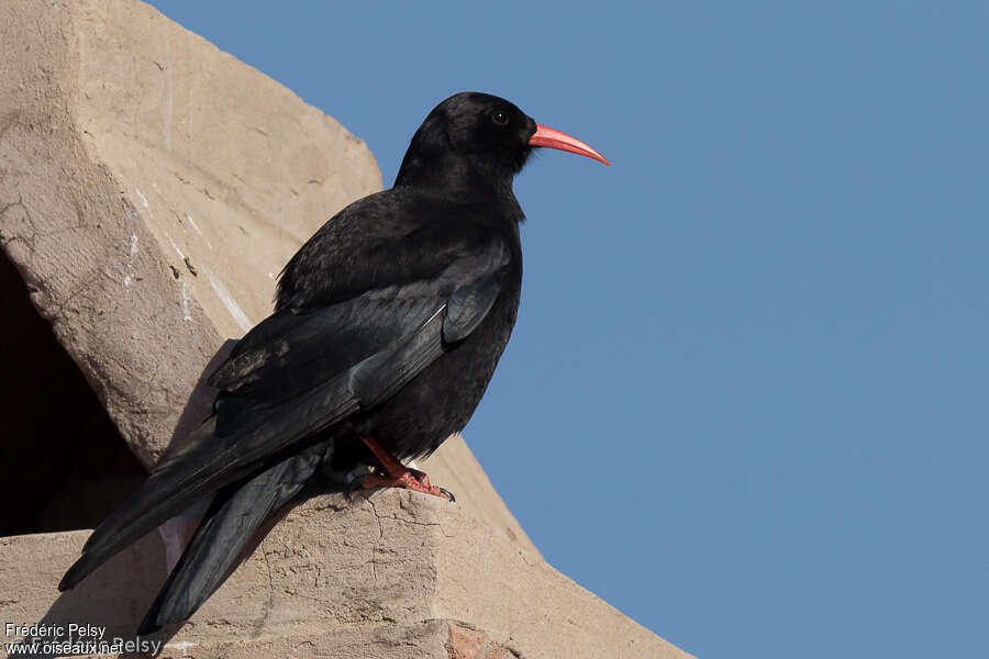 Red-billed Choughadult, identification