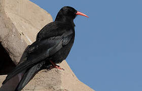 Red-billed Chough