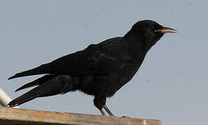 Red-billed Chough