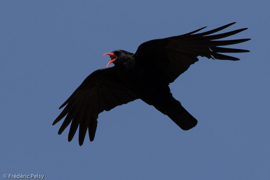 Red-billed Chough, Flight