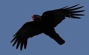 Red-billed Chough