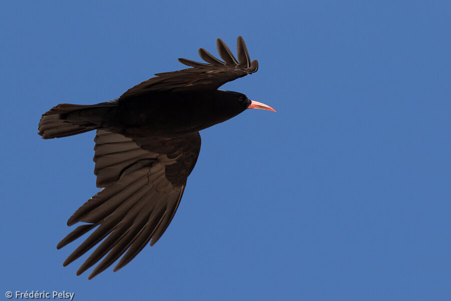 Red-billed Choughadult, Flight