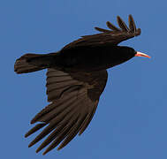 Red-billed Chough