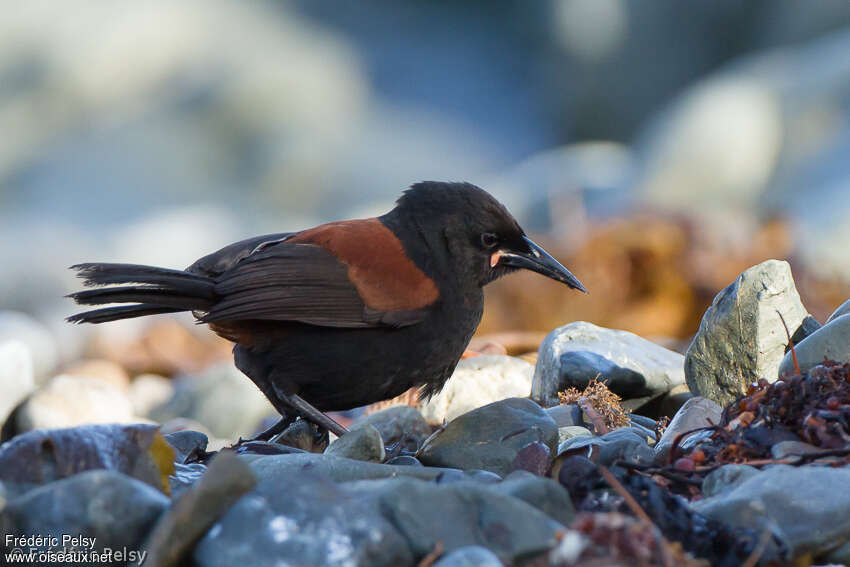 North Island Saddlebackadult, identification