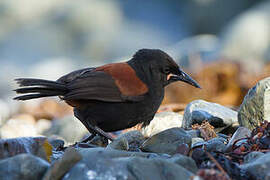 North Island Saddleback