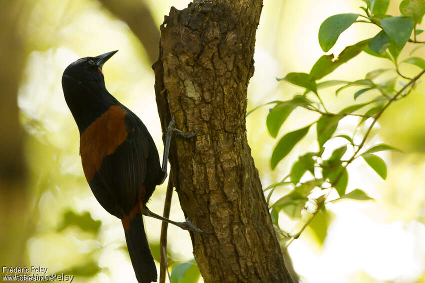 South Island Saddlebackadult