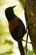 South Island Saddleback