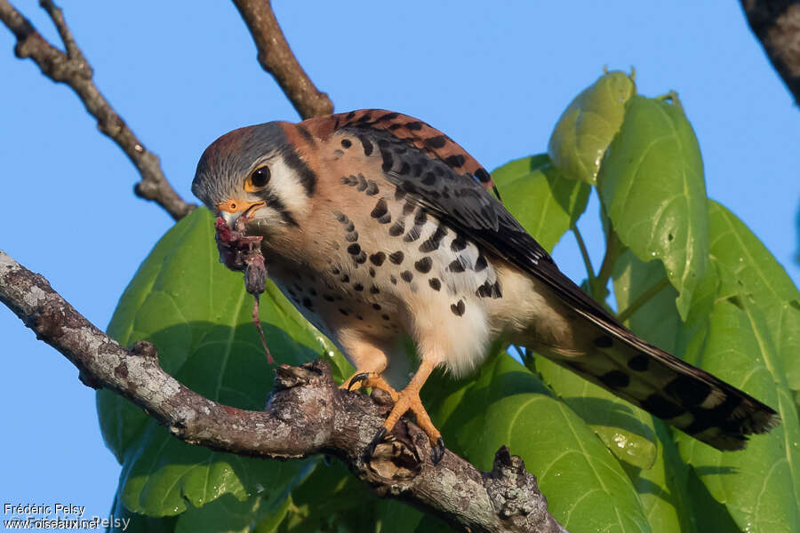 American Kestrel male adult, eats