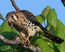 American Kestrel