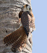 American Kestrel