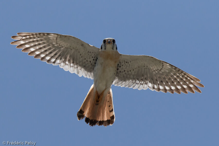 American Kestrel, Flight