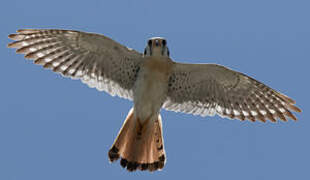 American Kestrel