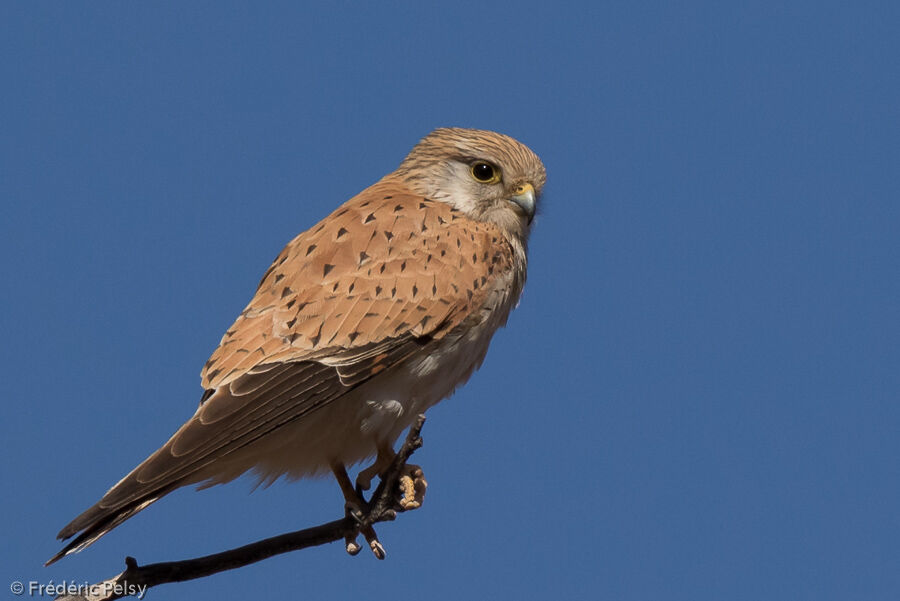 Nankeen Kestrel