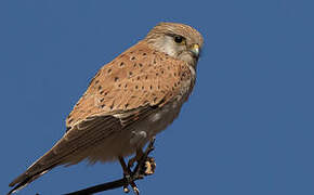 Nankeen Kestrel