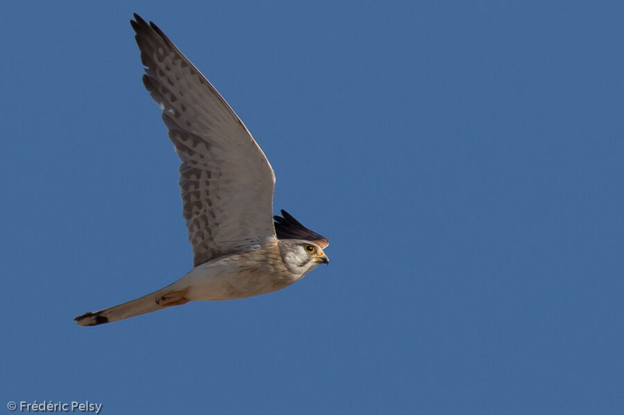 Nankeen Kestrel male, Flight