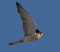 Nankeen Kestrel