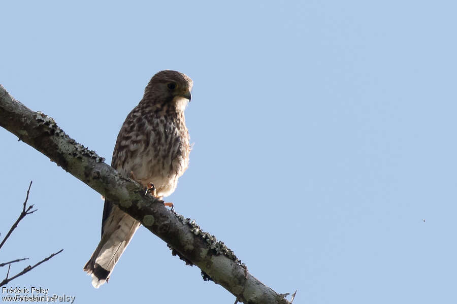 Spotted Kestrel