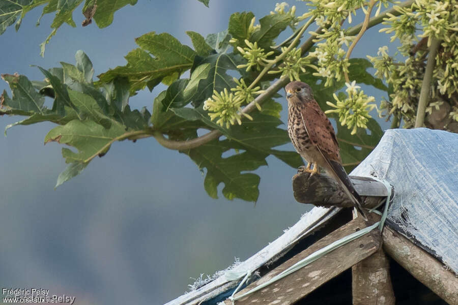 Spotted Kestrel