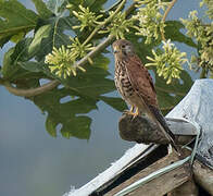 Spotted Kestrel