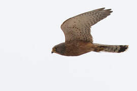 Rock Kestrel