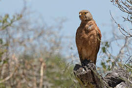 Rock Kestrel