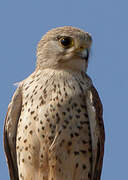 Malagasy Kestrel