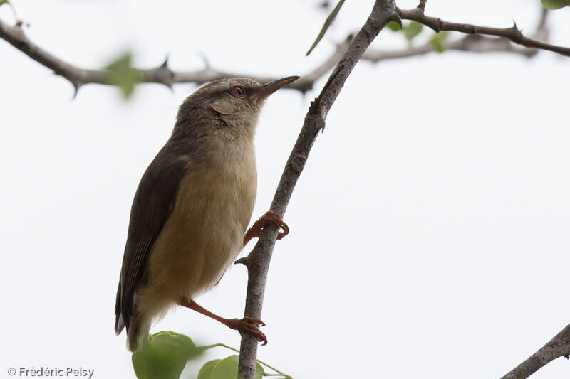 Long-billed Crombec