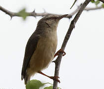 Long-billed Crombec