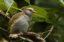 White-browed Crombec