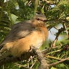 Crombec sittelle