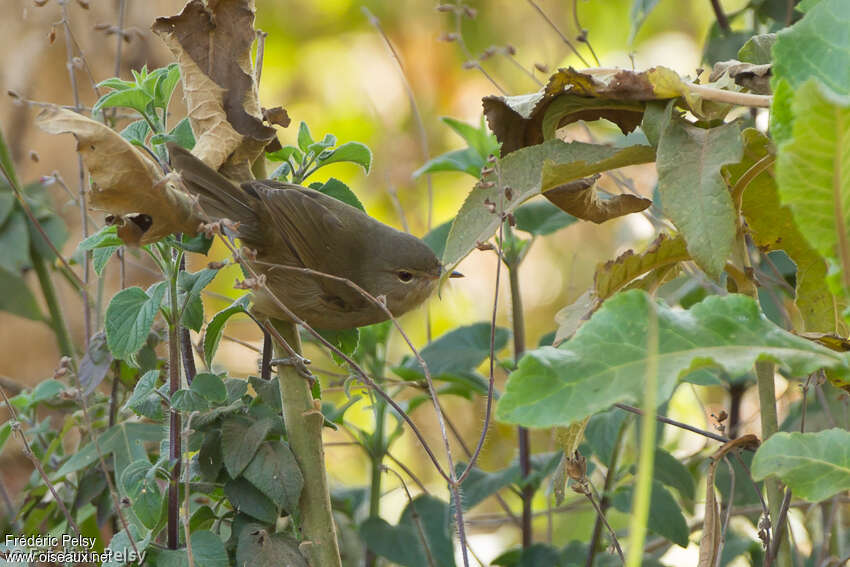 Cryptofauvette de Madagascaradulte, habitat, pigmentation