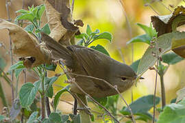 Cryptic Warbler