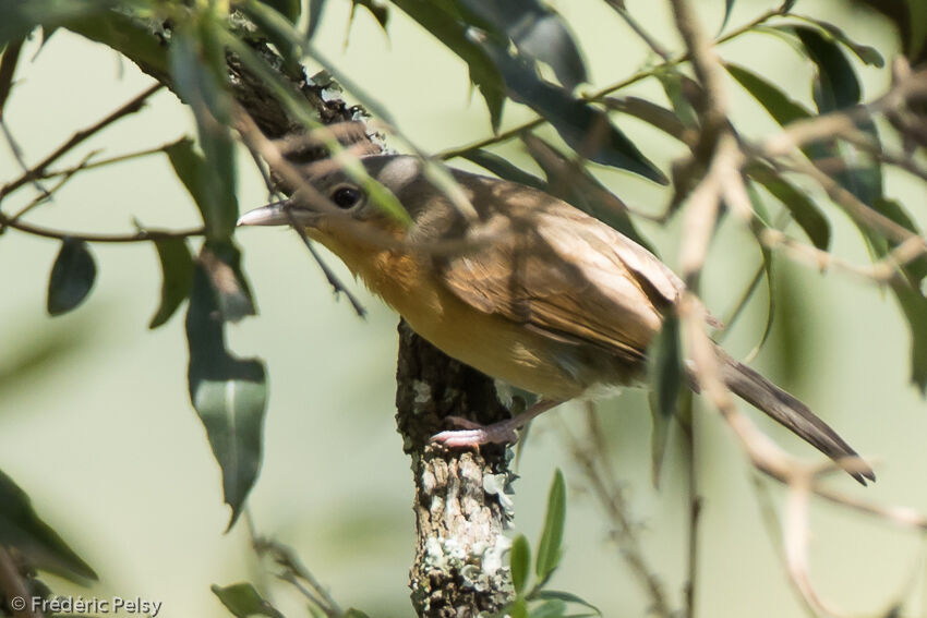 Pink-footed Puffback