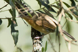 Pink-footed Puffback