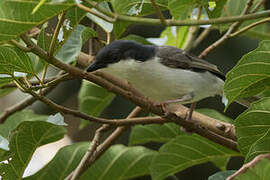 Pink-footed Puffback