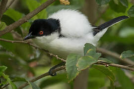 Black-backed Puffback