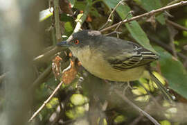 Northern Puffback