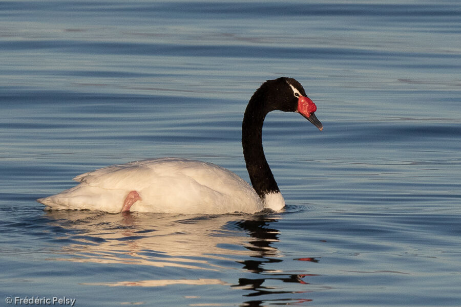 Black-necked Swan