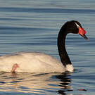 Cygne à cou noir