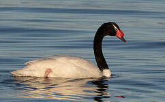 Cygne à cou noir