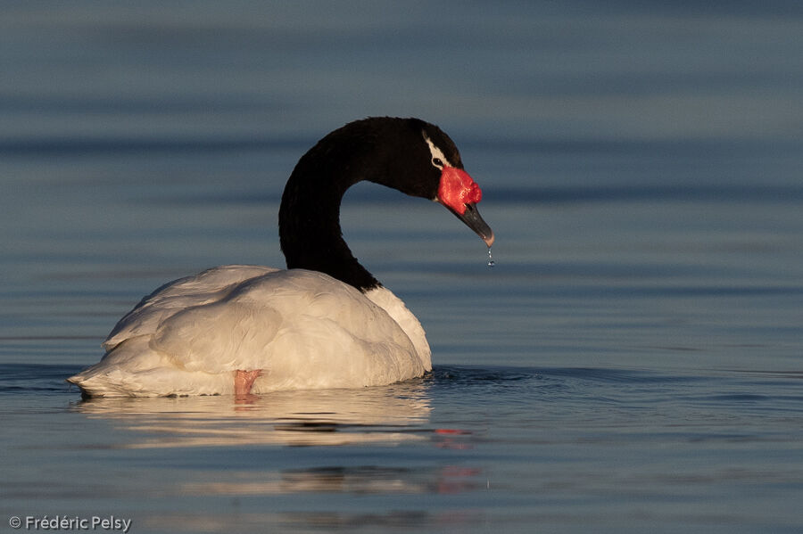 Cygne à cou noir