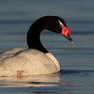Cygne à cou noir