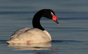 Black-necked Swan