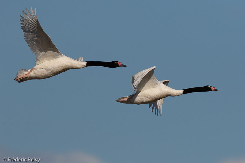 Black-necked Swan, Flight