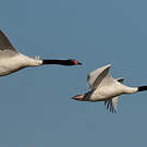 Cygne à cou noir