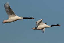 Cygne à cou noir