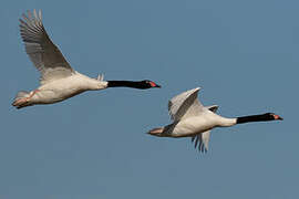 Black-necked Swan