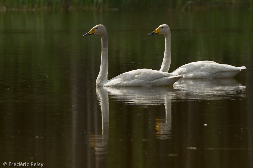 Cygne chanteuradulte