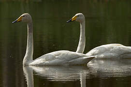 Whooper Swan