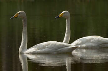 Cygne chanteur